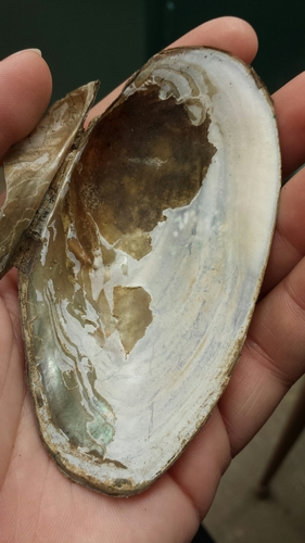 Utterbackiana implicata