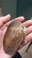 Utterbackiana implicata