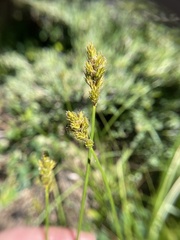 Carex fracta