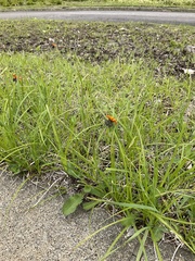 Pilosella aurantiaca