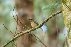 Monticola angolensis