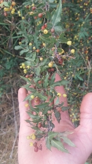 Berberis nevinii