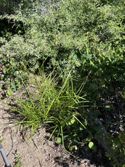 Carex fracta