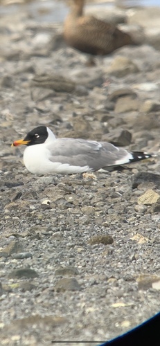 Pallas’s Gull / Great Black-headed Gull｜渔鸥 参考照片