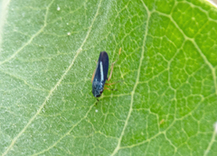 Graphocephala lugubris