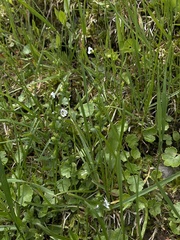 Veronica serpyllifolia serpyllifolia