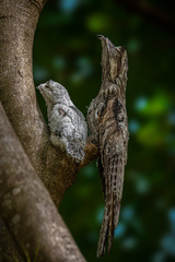 Northern Potoo photo 5