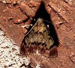 Epipaschia superatalis