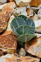 Asclepias nummularia