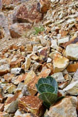 Asclepias nummularia