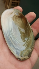 Utterbackiana implicata