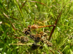 Sympetrum semicinctum