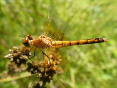 Sympetrum semicinctum