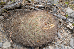 Echinomastus durangensis