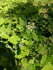 Aegopodium