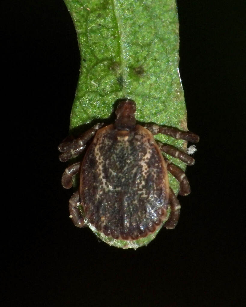Amblyomma scalpturatum
