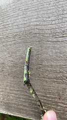 Lepidoptera