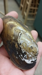 Utterbackiana implicata