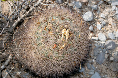 Echinomastus durangensis