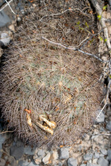 Echinomastus durangensis