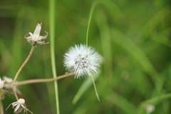 Crepis runcinata