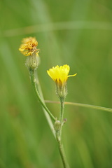 Crepis runcinata