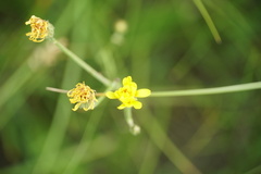Crepis runcinata