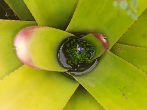 Image of Neoregelia cruenta by (c) Paulo Nogueira, some rights reserved (CC BY)