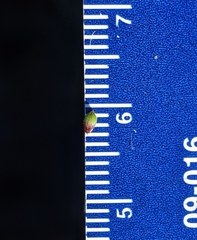 Dichanthelium mattamuskeetense