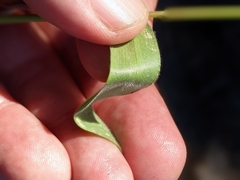 Dichanthelium mattamuskeetense
