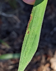 Dichanthelium mattamuskeetense