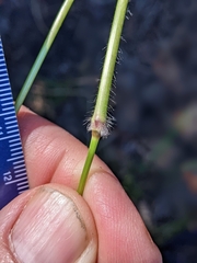 Dichanthelium mattamuskeetense