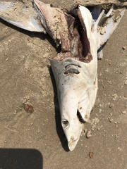 Carcharhinus limbatus