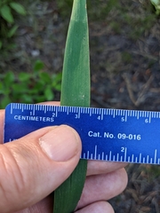 Dichanthelium mattamuskeetense