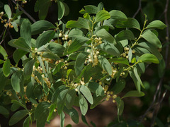 Acacia oraria