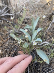 Frasera albomarginata