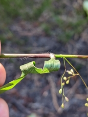 Dichanthelium mattamuskeetense