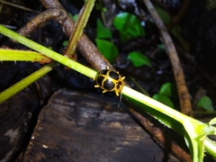 Corynomalus vestitus