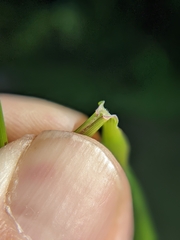 Dichanthelium mattamuskeetense