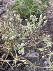 Frasera albomarginata