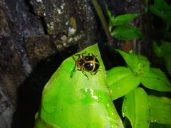 Corynomalus vestitus