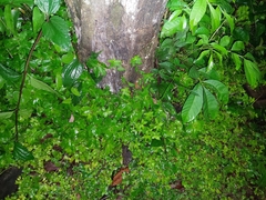 Corynomalus vestitus