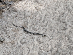 Thamnophis couchii