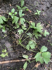 Ranunculus hispidus caricetorum