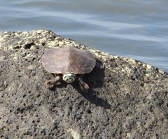 Phrynops williamsi