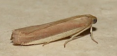 Peoria roseotinctella