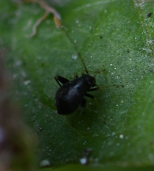 Microtechnites bractatus