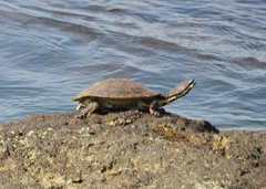 Phrynops williamsi