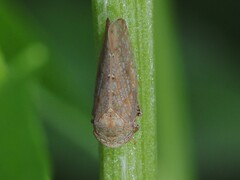 Paraphlepsius continuus