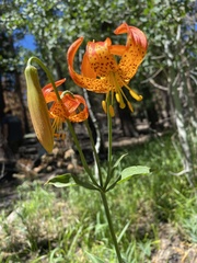 Lilium humboldtii